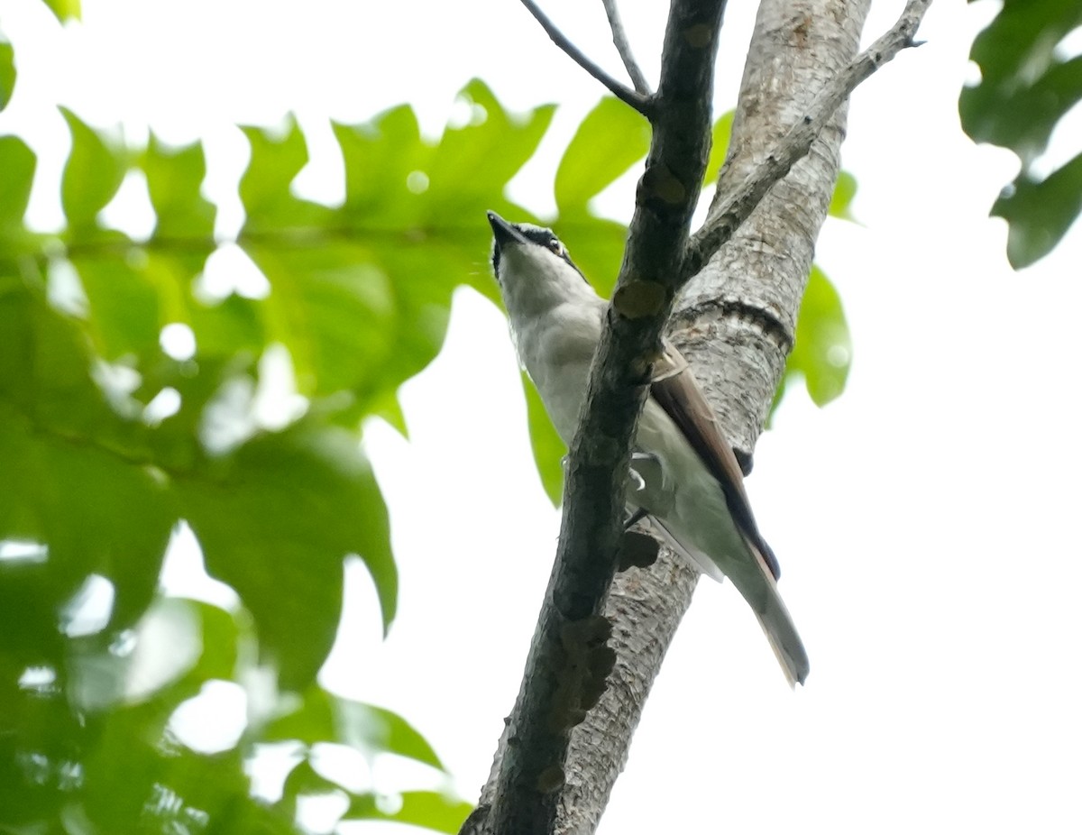 Large Woodshrike - ML610366436