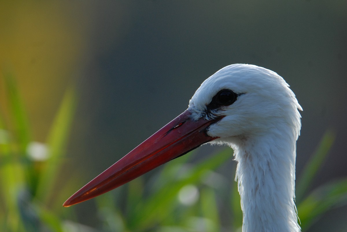 White Stork - ML610366491