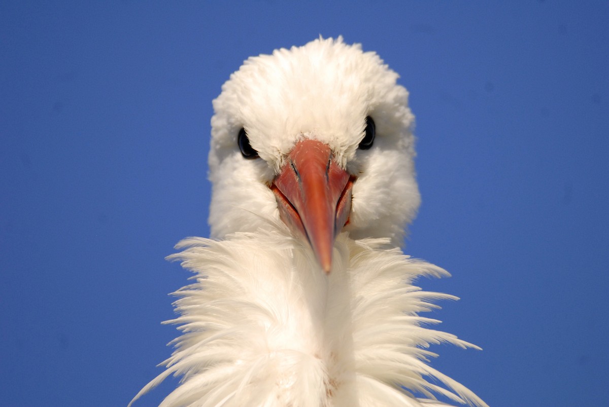 White Stork - Antoni Karolak