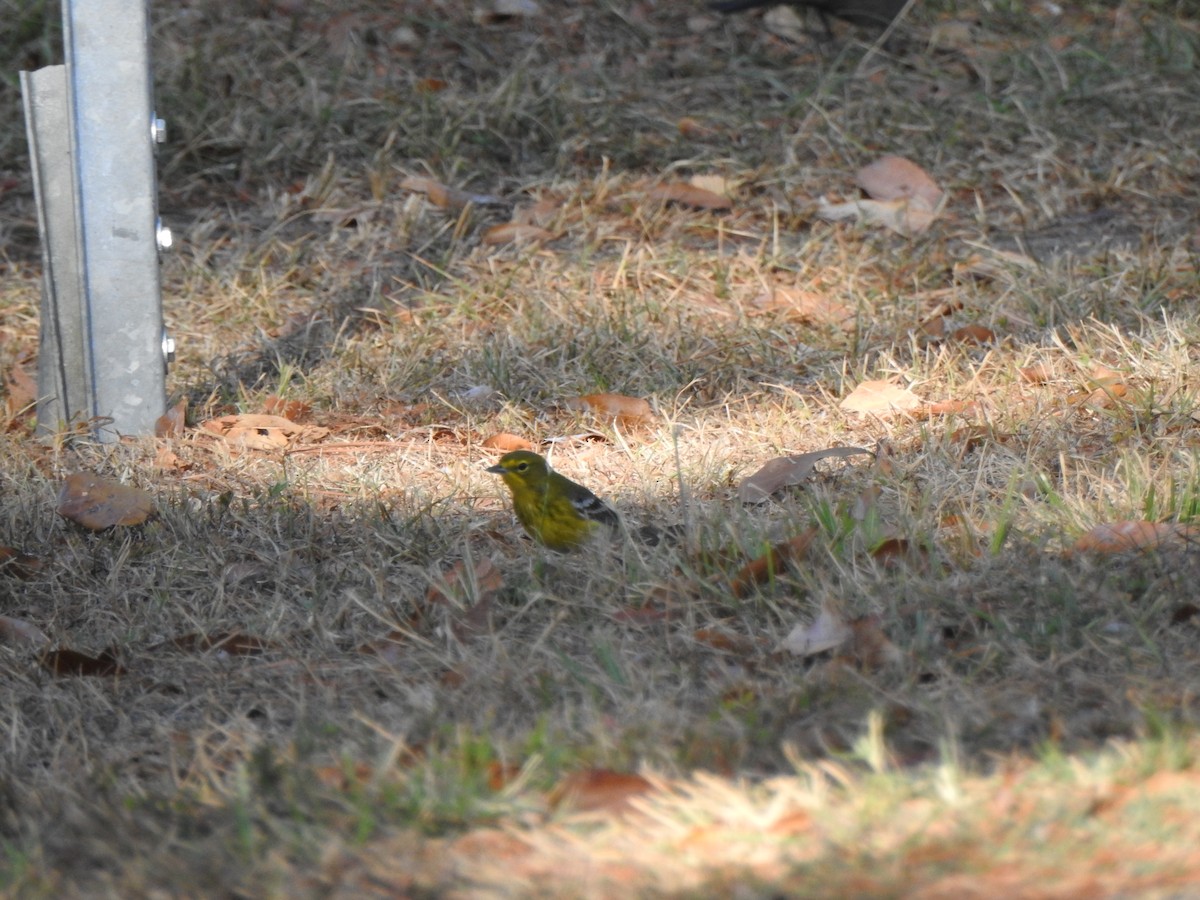 Pine Warbler - Ben Holloway