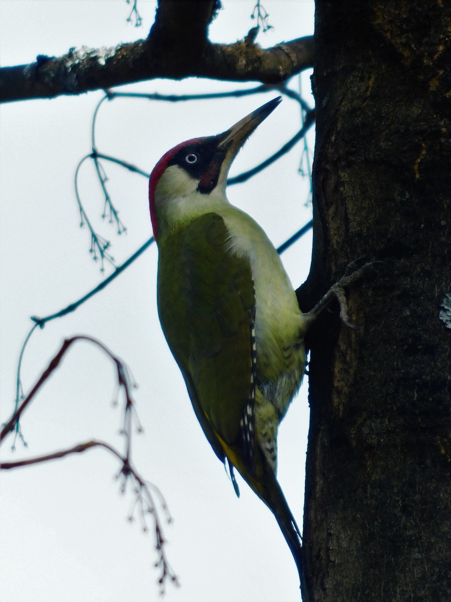 Eurasian Green Woodpecker - ML610366652