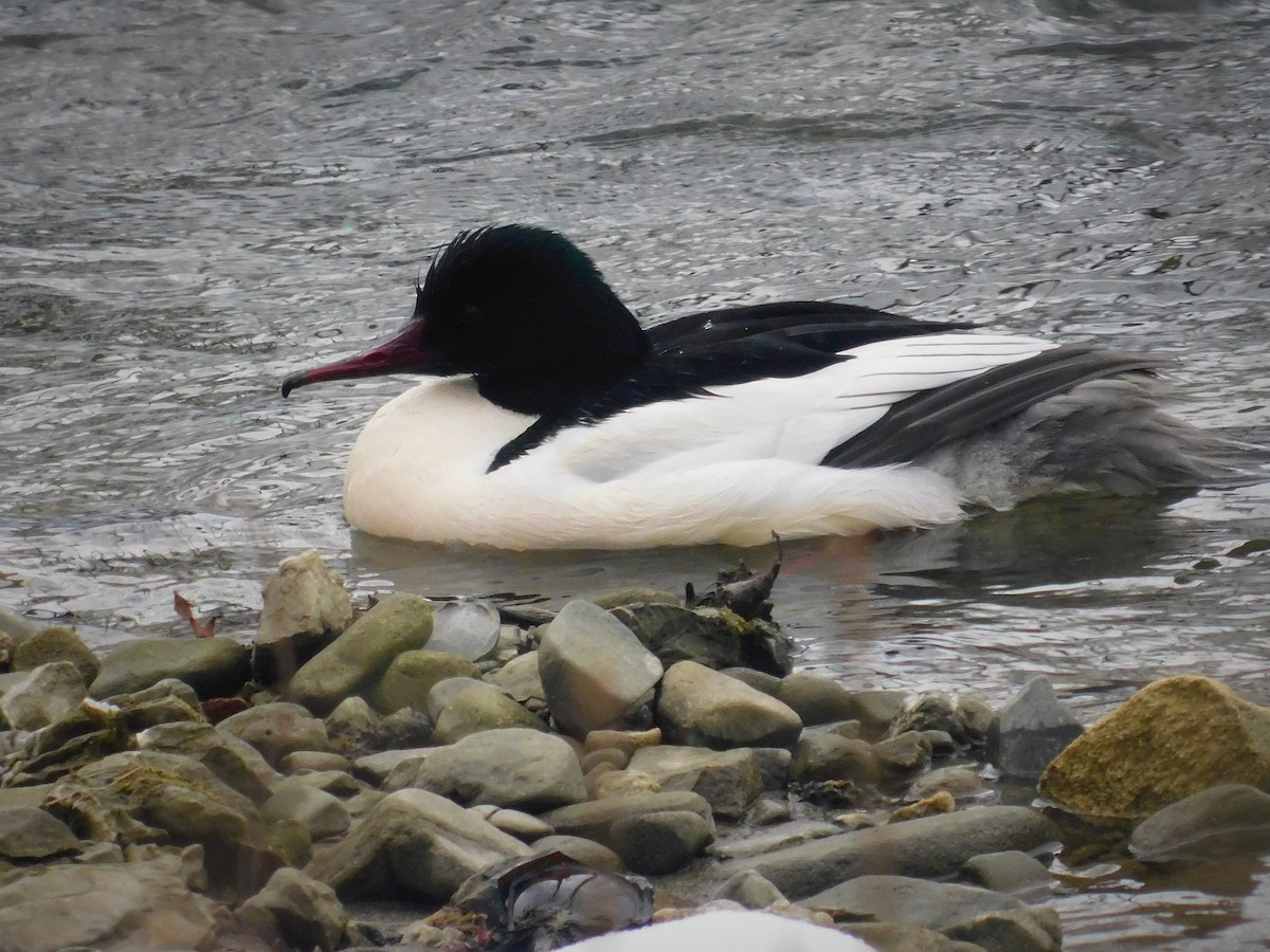 Common Merganser - Antoni Karolak