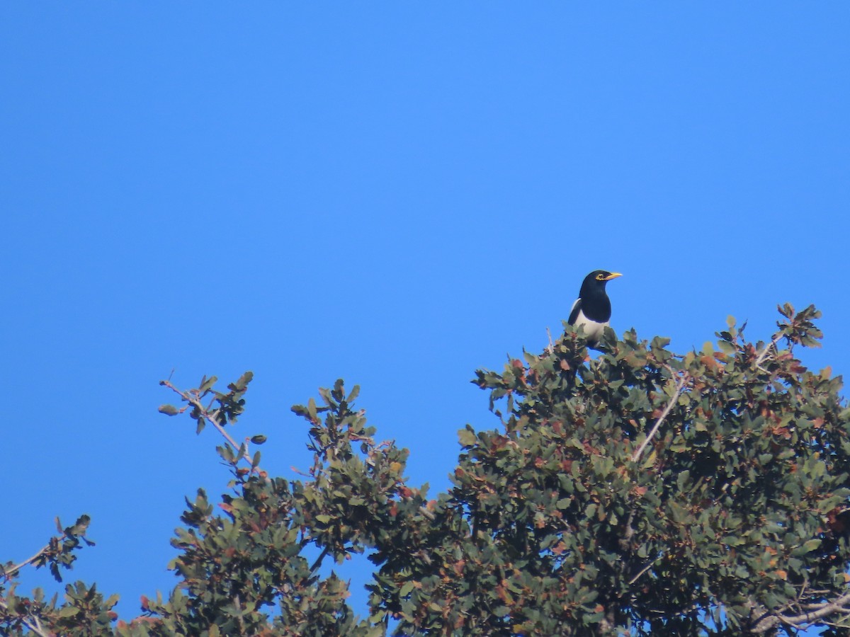 Yellow-billed Magpie - Sami LaRocca