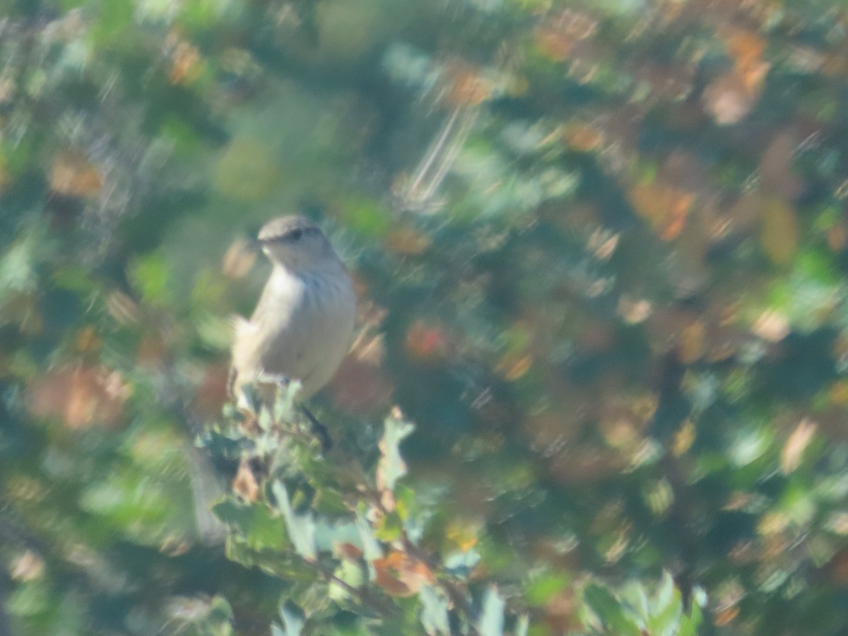 Rock Wren - ML610367006