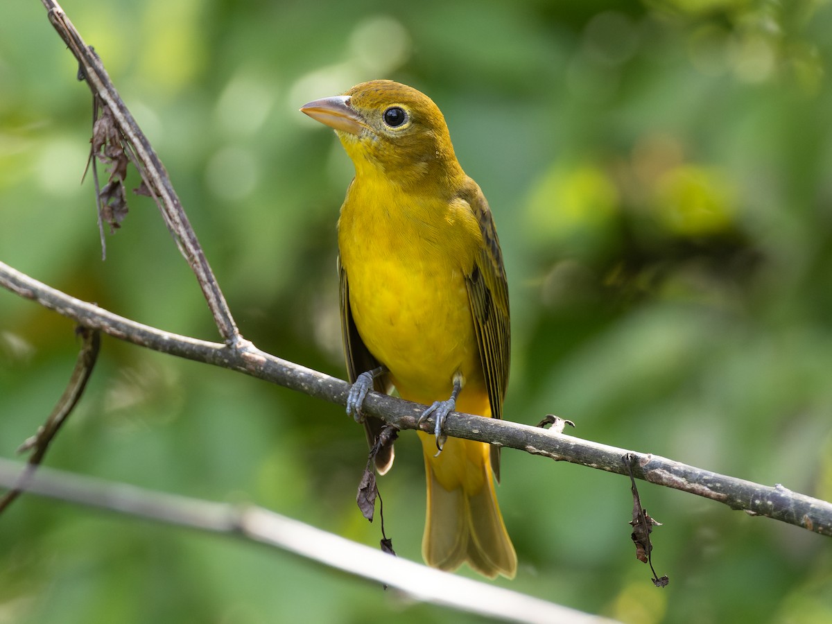 Summer Tanager - ML610367012