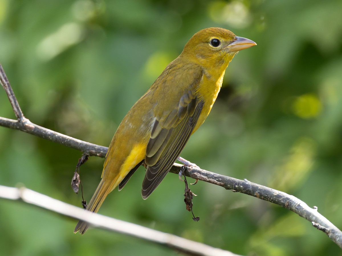 Summer Tanager - ML610367020