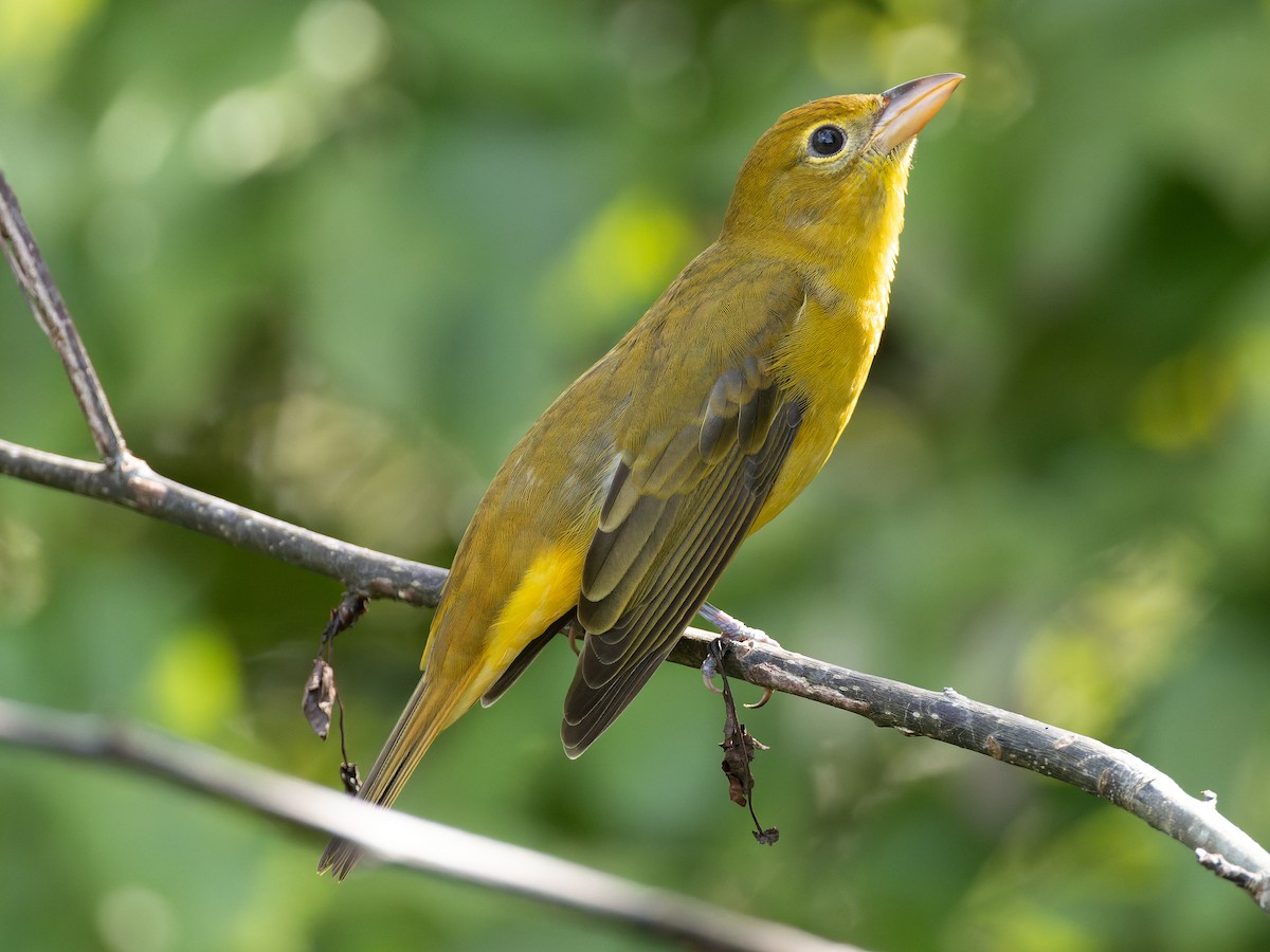 Summer Tanager - James Flynn