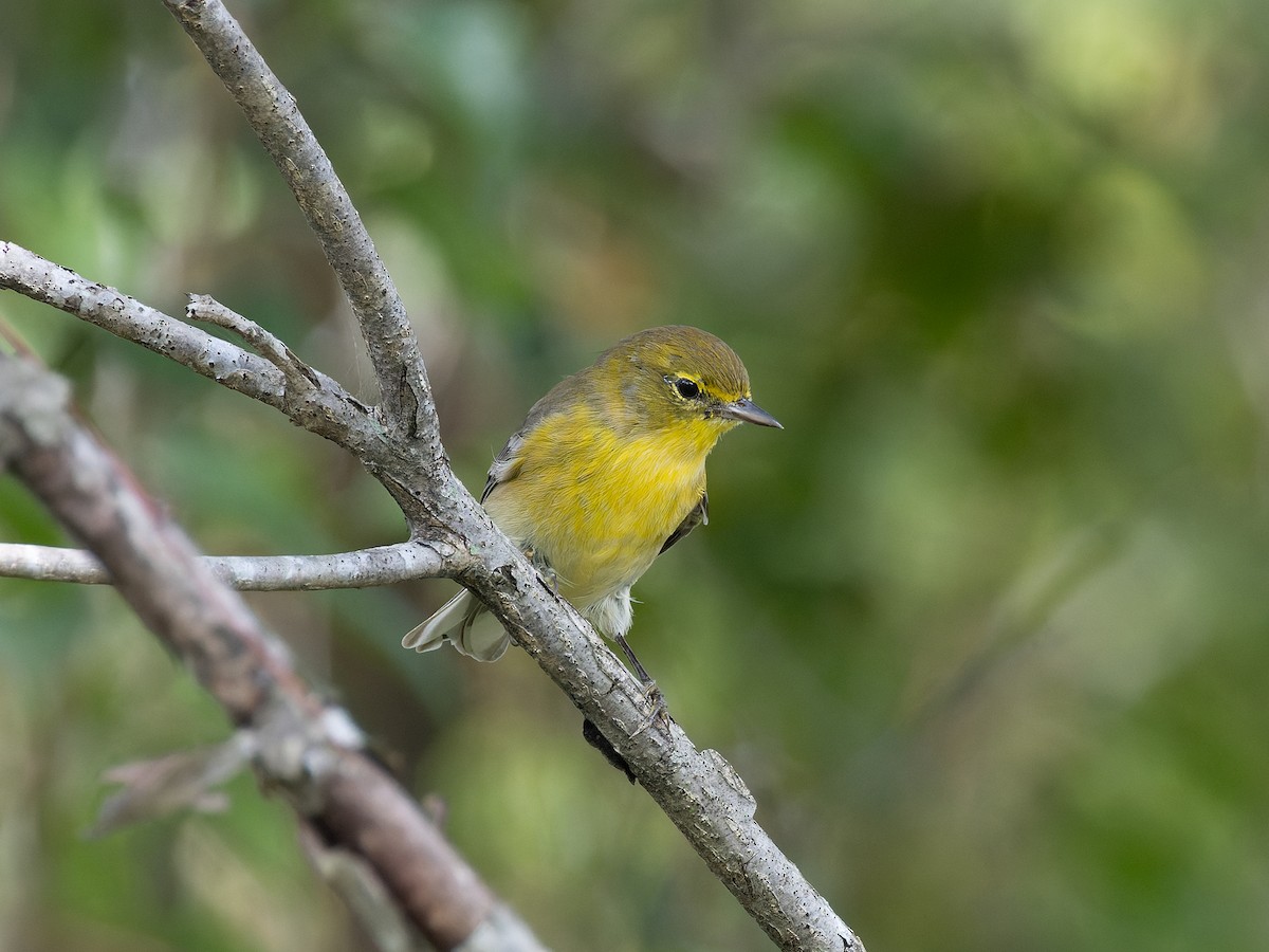 Pine Warbler - ML610367027