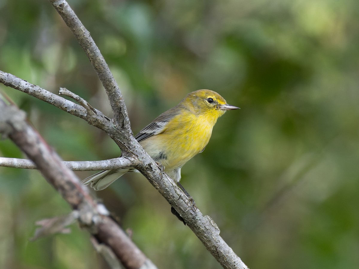 Pine Warbler - ML610367032