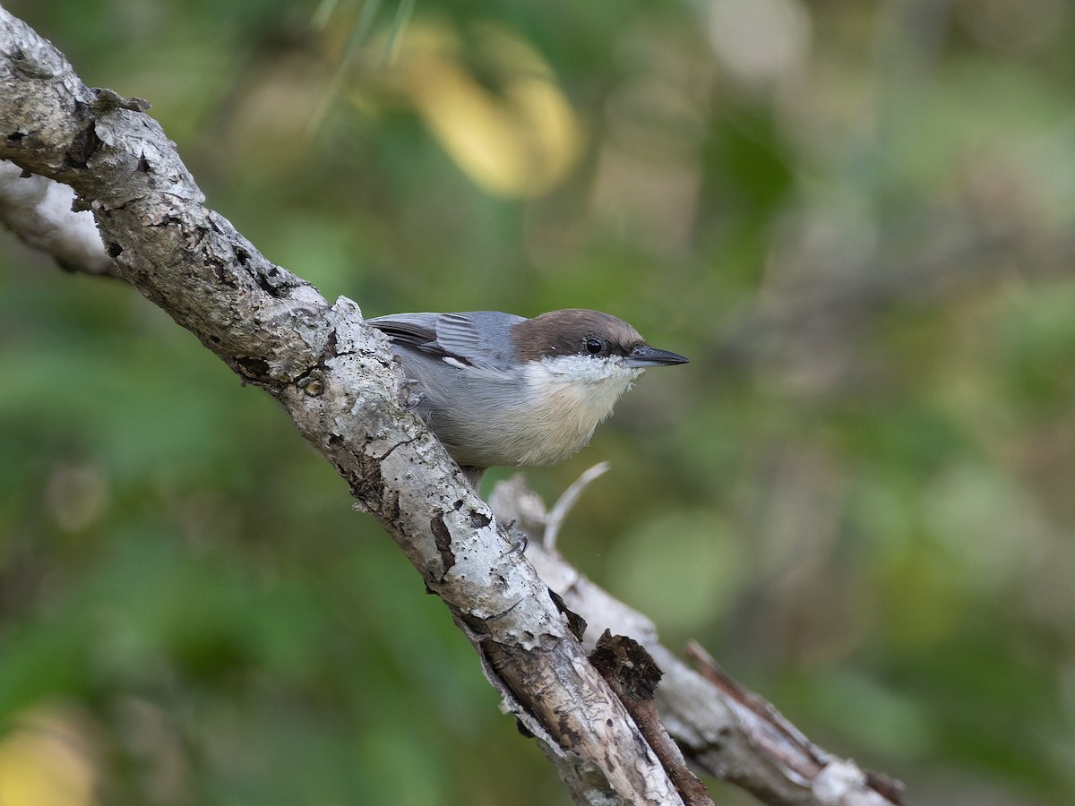 Brown-headed Nuthatch - James Flynn