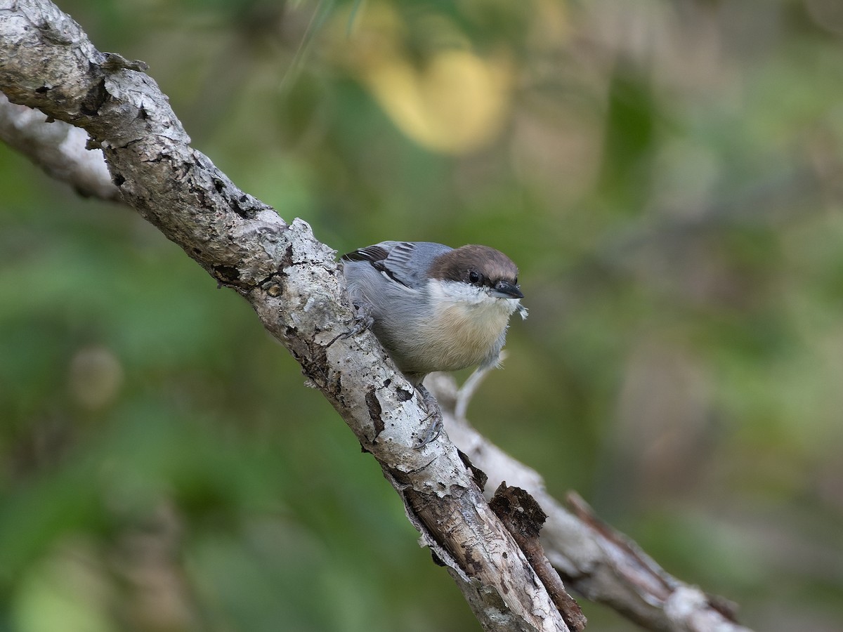 Brown-headed Nuthatch - ML610367043