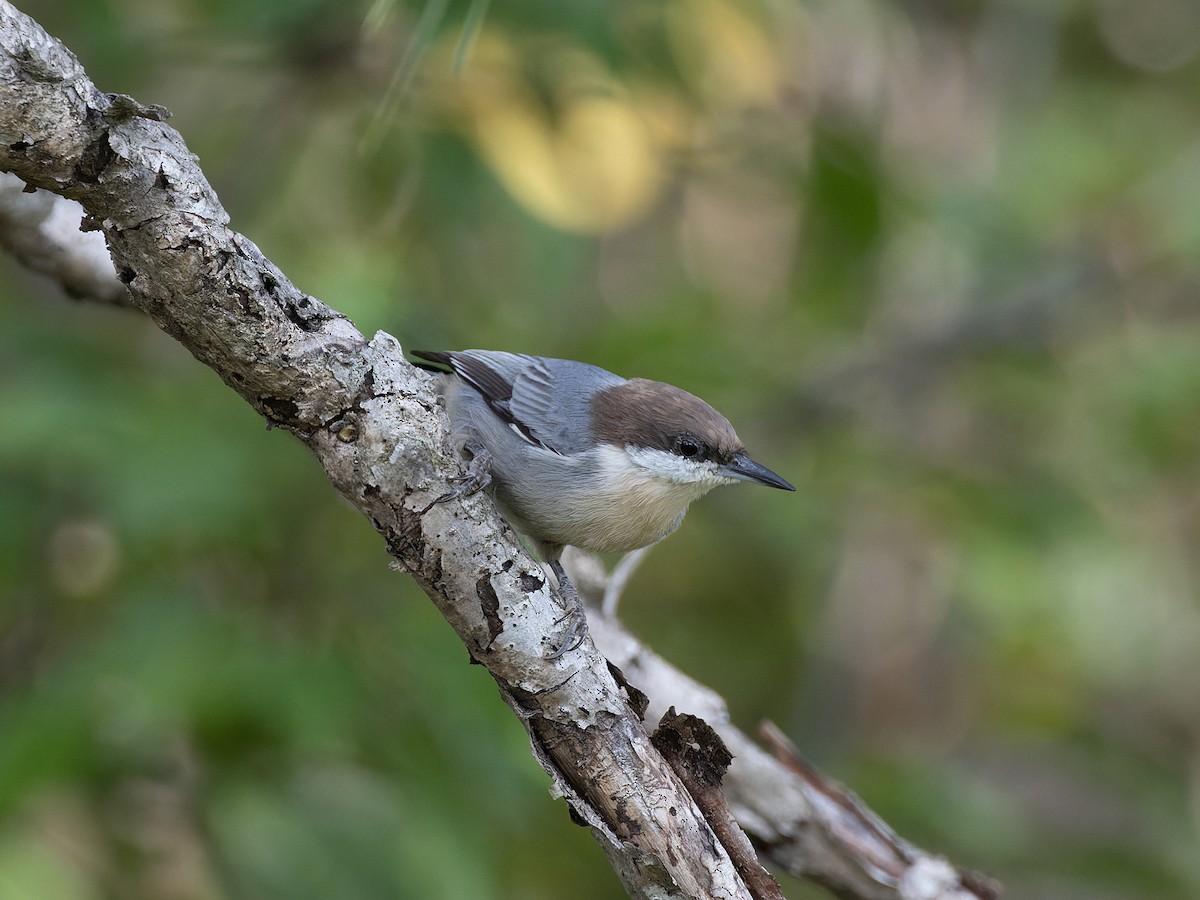 Brown-headed Nuthatch - ML610367045
