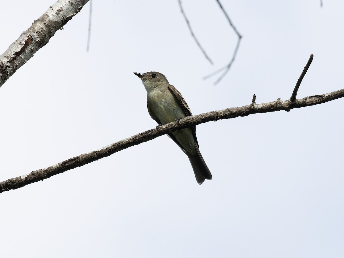 Eastern Wood-Pewee - ML610367067