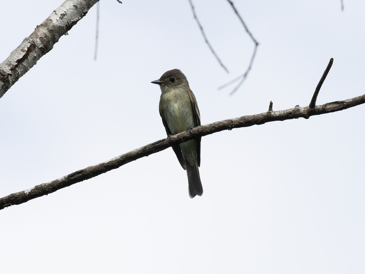 Eastern Wood-Pewee - ML610367070