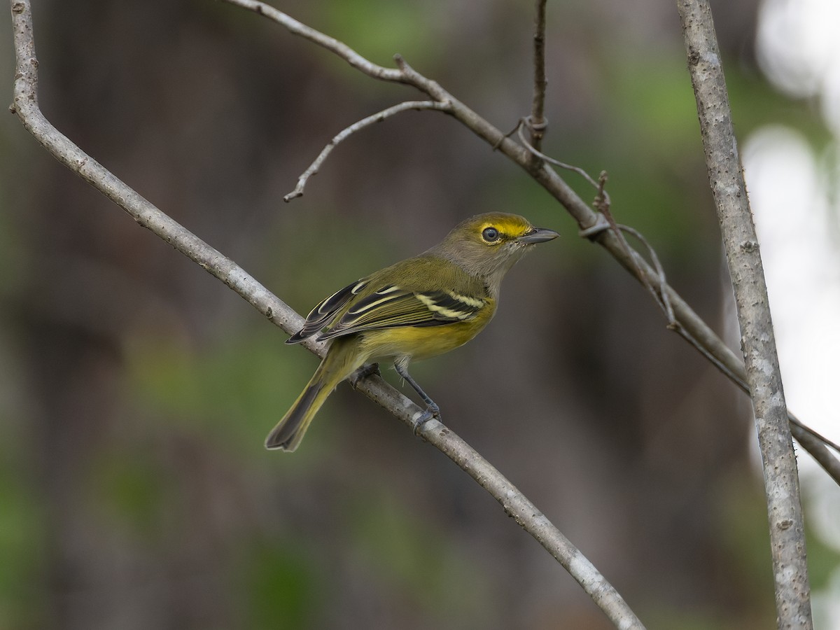 Ak Gözlü Vireo - ML610367075