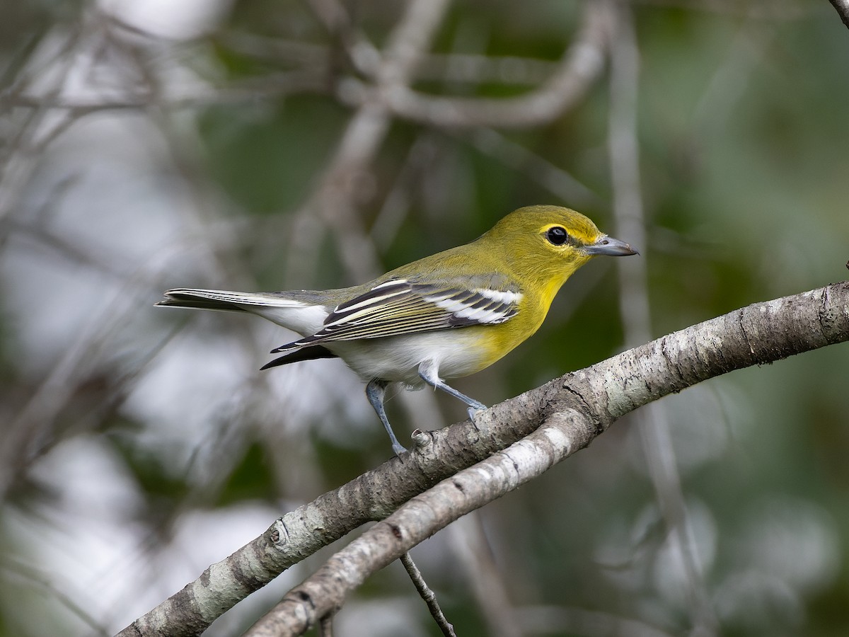 Yellow-throated Vireo - James Flynn