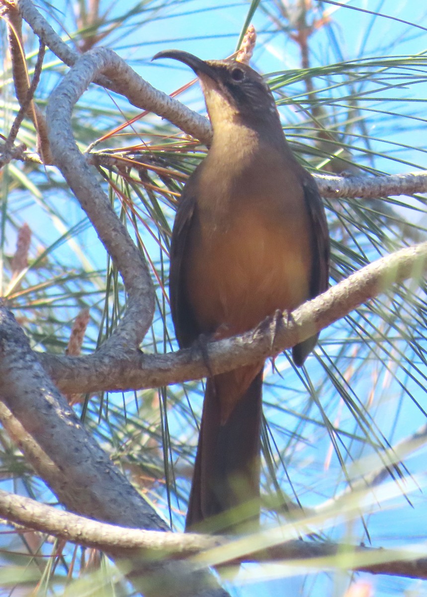 California Thrasher - ML610367105