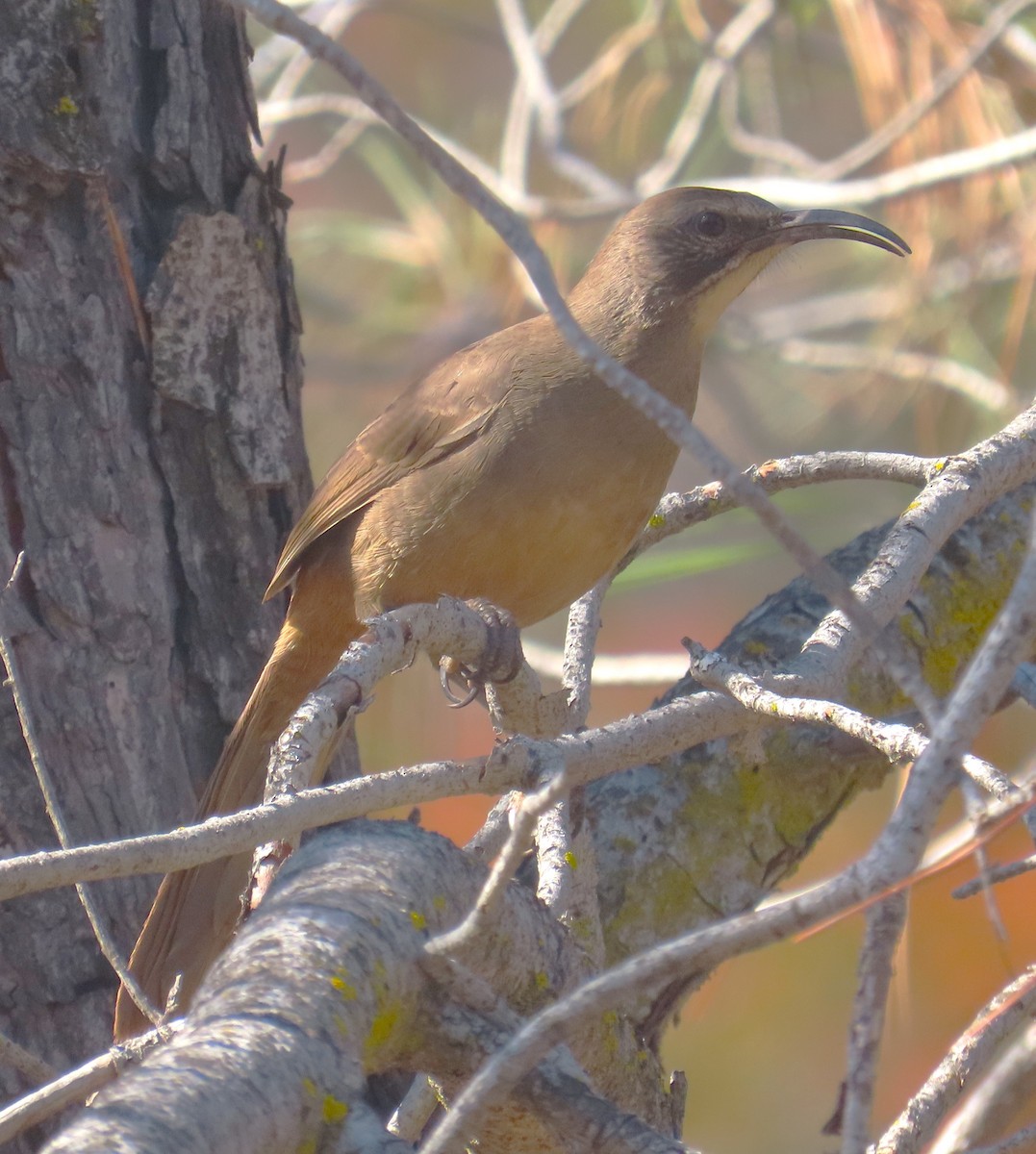 California Thrasher - ML610367106