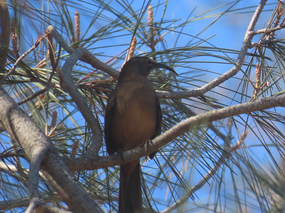 California Thrasher - ML610367107