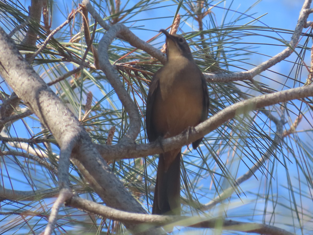 California Thrasher - ML610367110