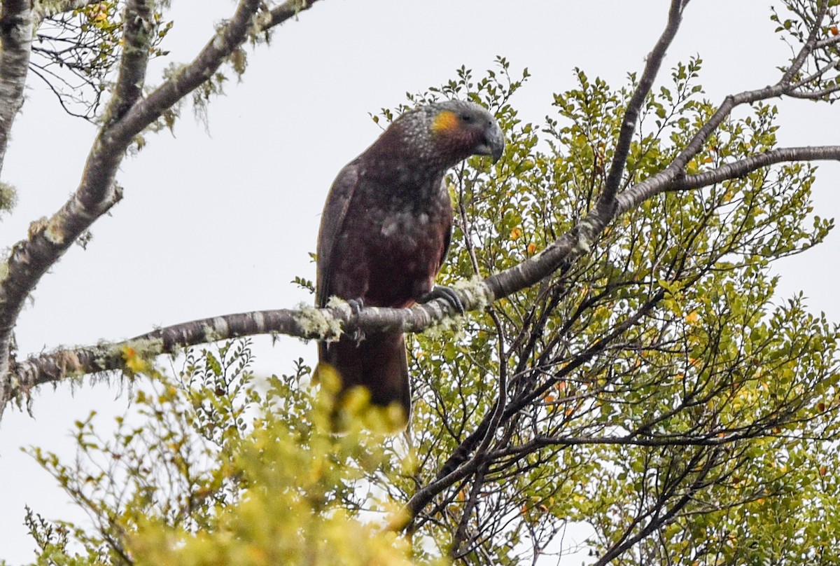 New Zealand Kaka - ML610367168