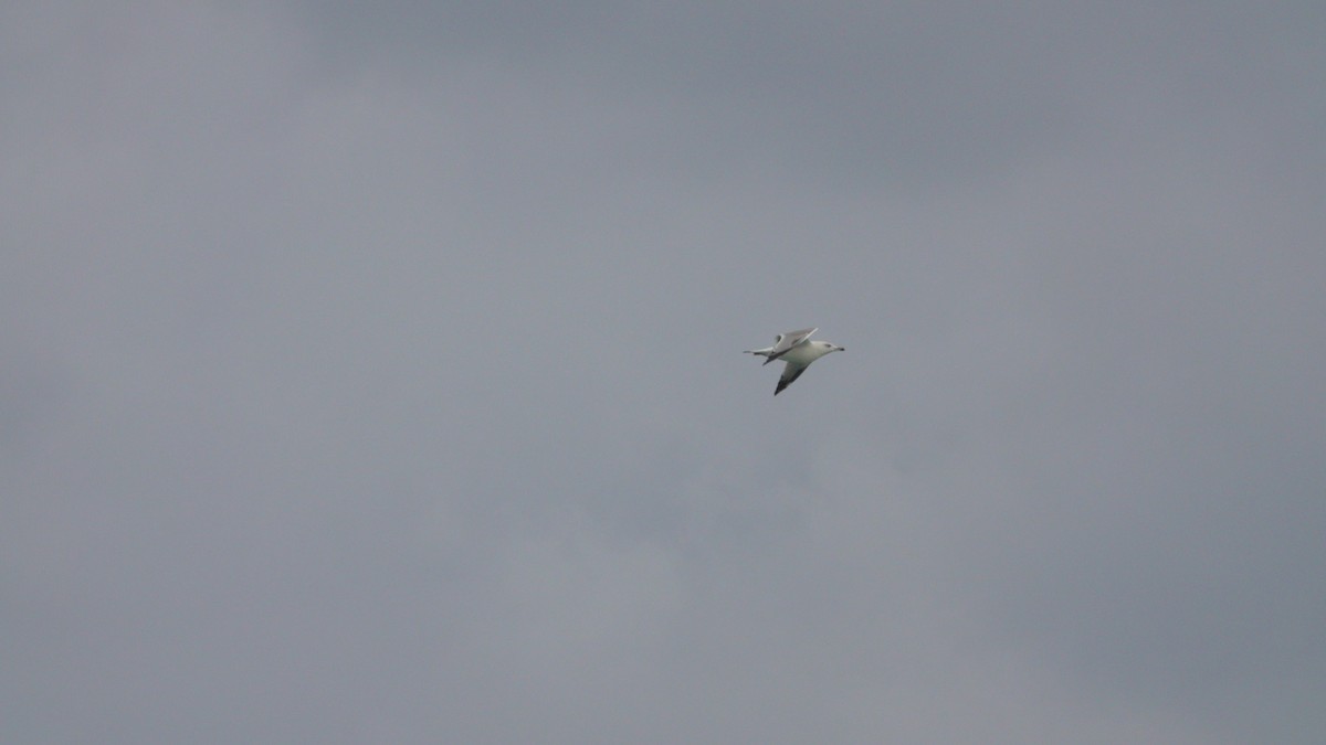 Gaviota Patiamarilla - ML610367172