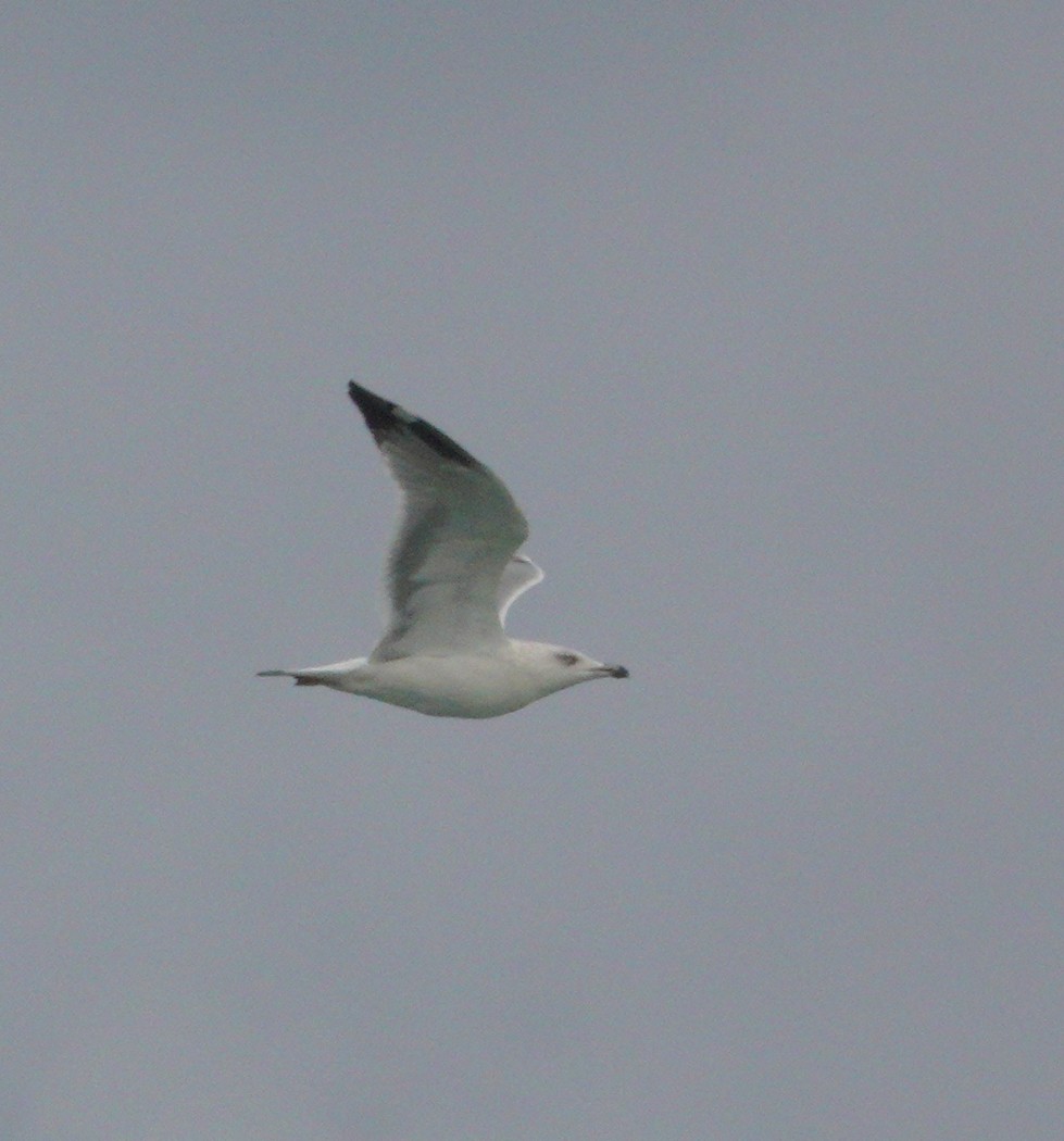 Yellow-legged Gull - Rick Steber