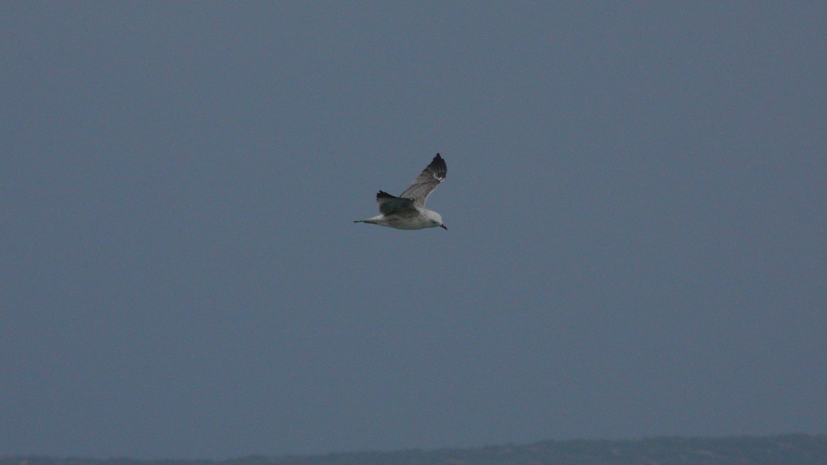 Yellow-legged Gull - Rick Steber