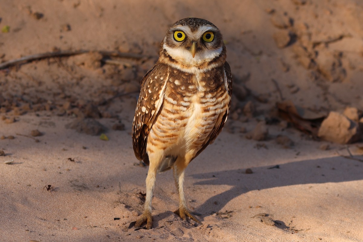 Burrowing Owl - William Rockey