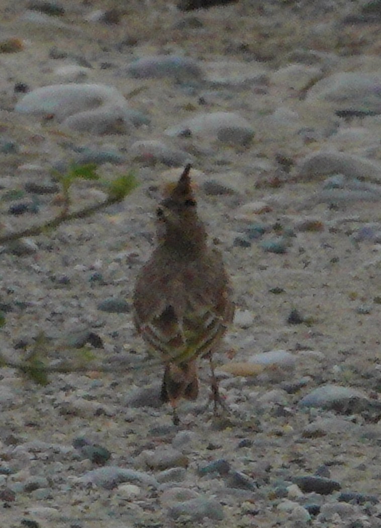 Crested Lark - ML610367235