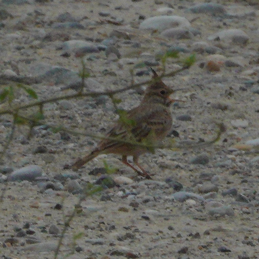 Crested Lark - ML610367248