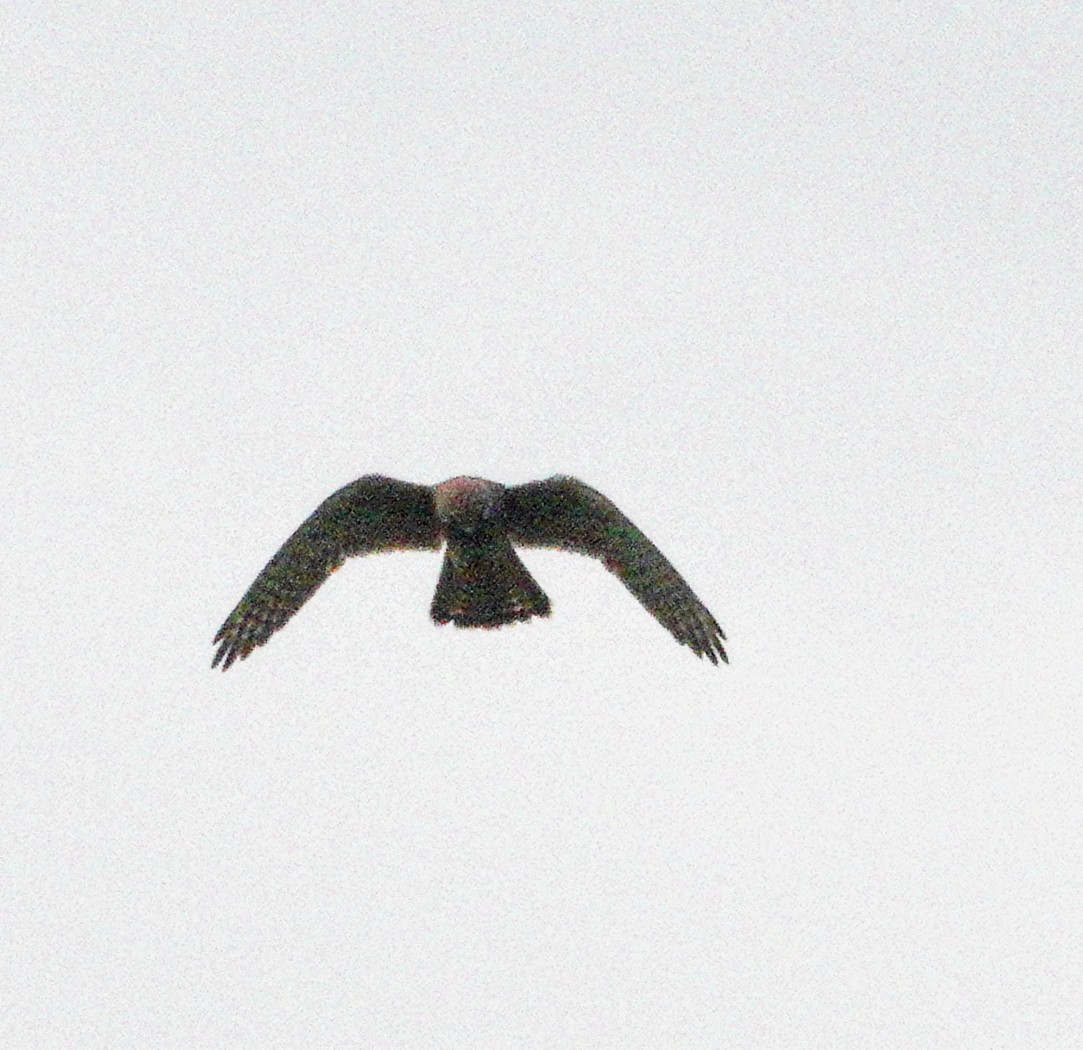 Eurasian Kestrel - Rick Steber