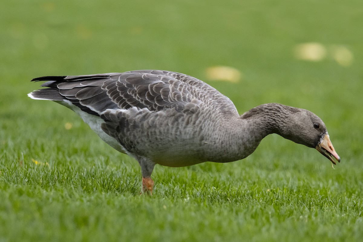 Greater White-fronted Goose - ML610367320