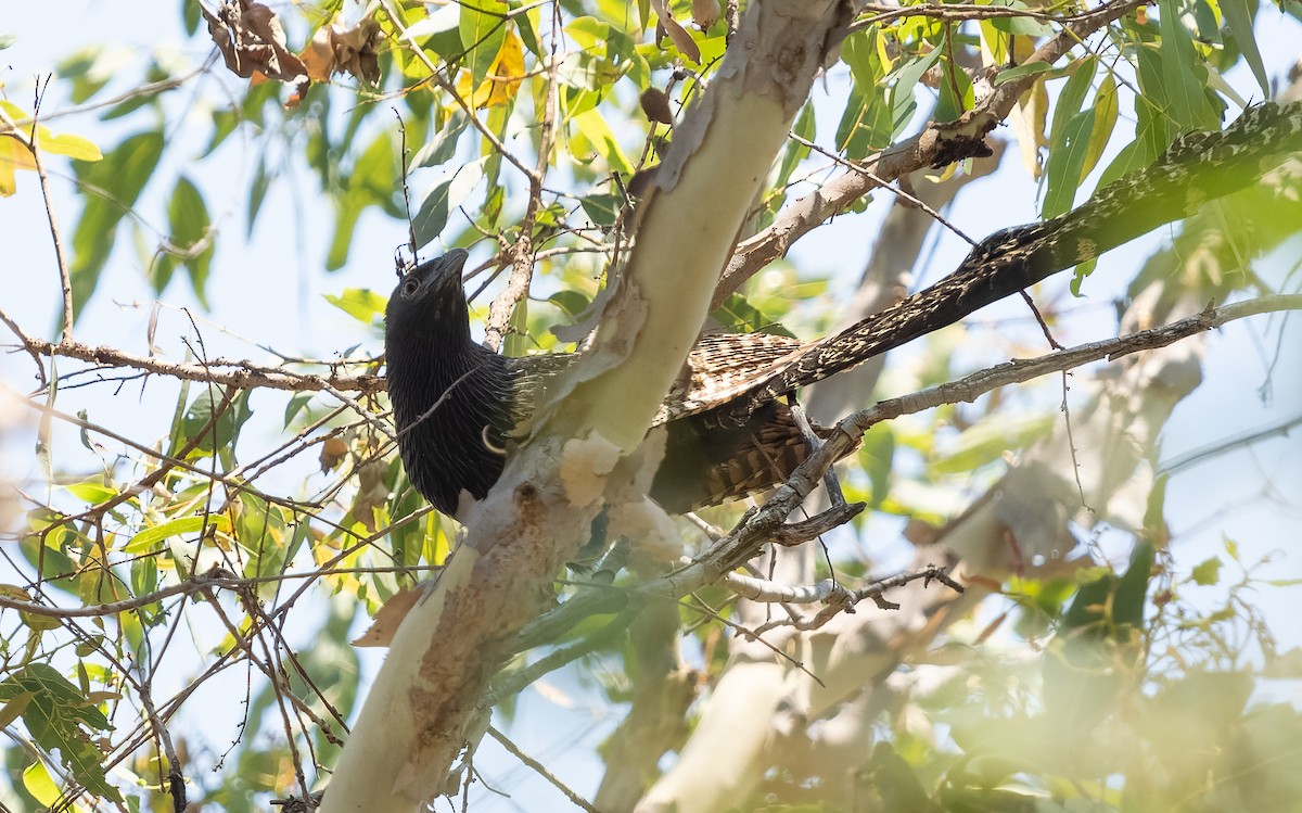 Coucal faisan (groupe phasianinus) - ML610367322