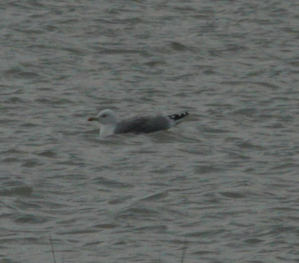 gull sp. - ML610367324