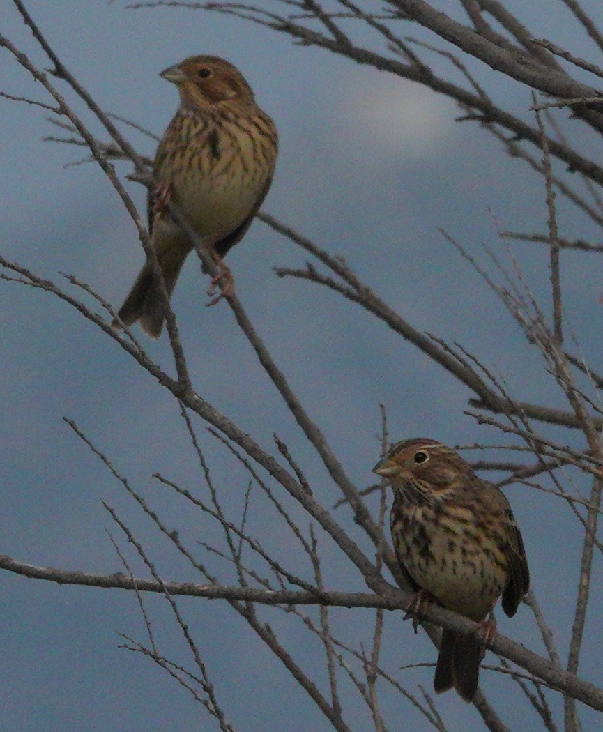 Corn Bunting - ML610367614