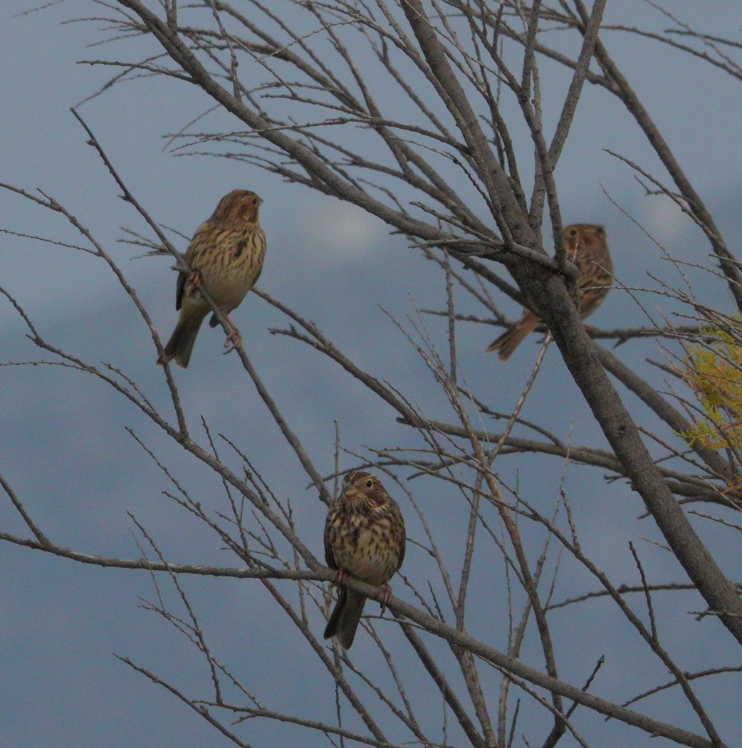 Corn Bunting - ML610367615