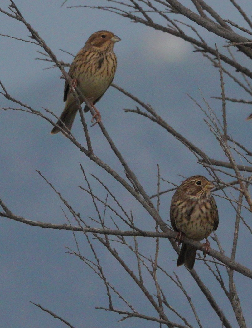 Corn Bunting - ML610367616