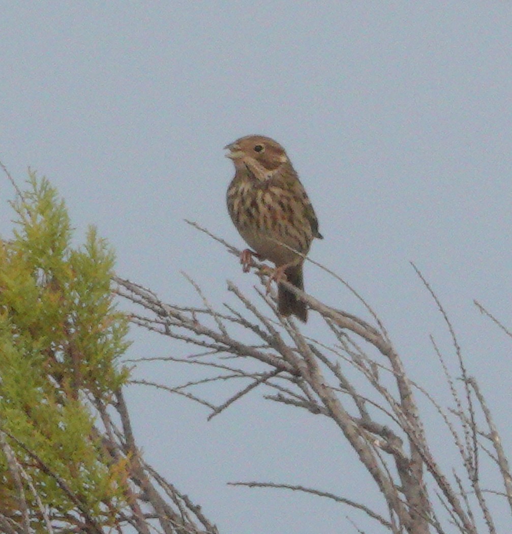 Corn Bunting - ML610367617