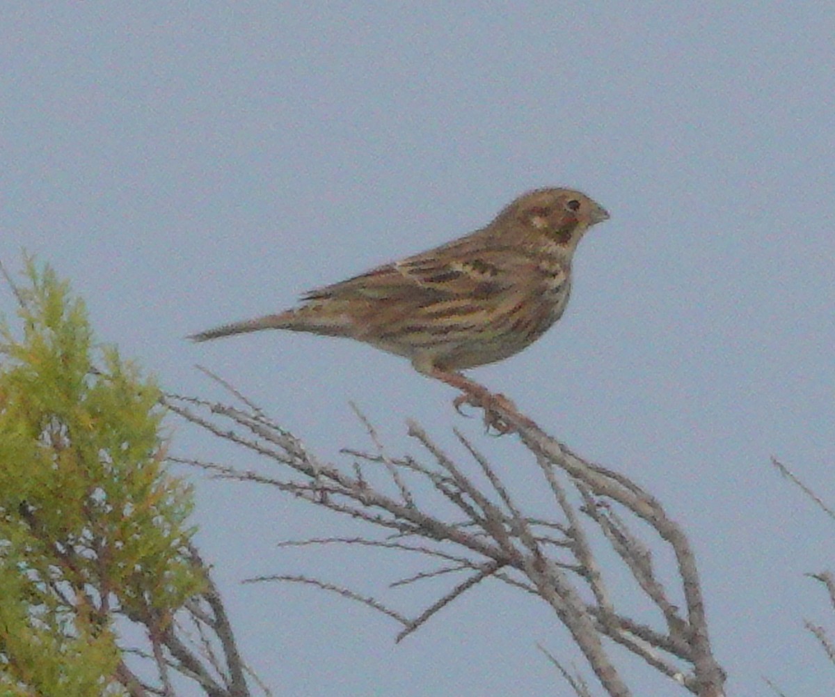 Corn Bunting - ML610367618