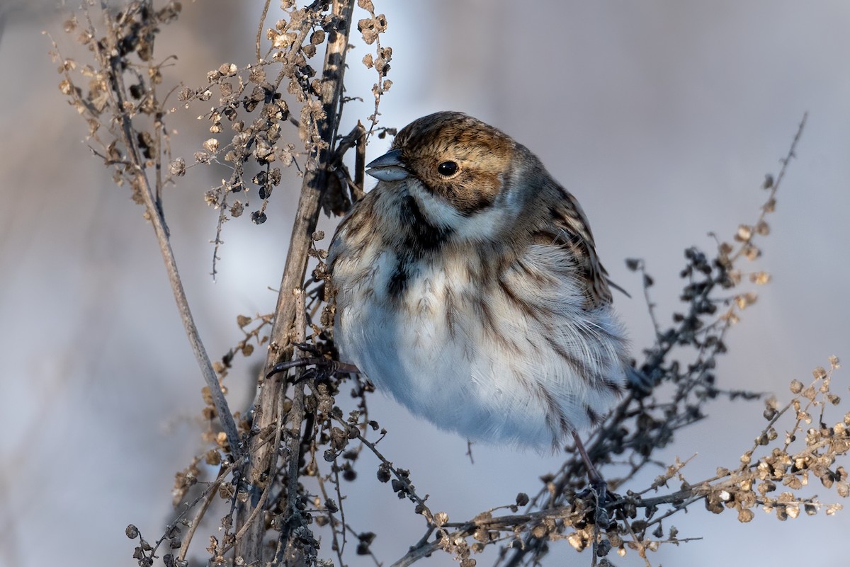 Reed Bunting - Dmytro P