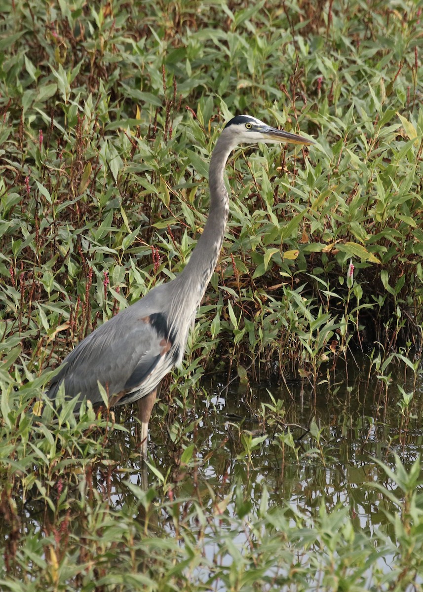 Great Blue Heron (Great Blue) - Steve Rovell