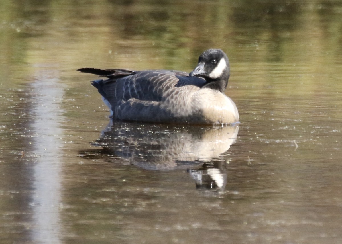 シジュウカラガン - ML610367760