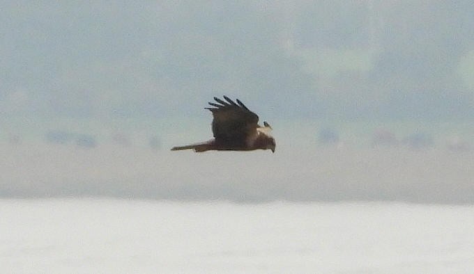 Western Marsh Harrier - ML610367779