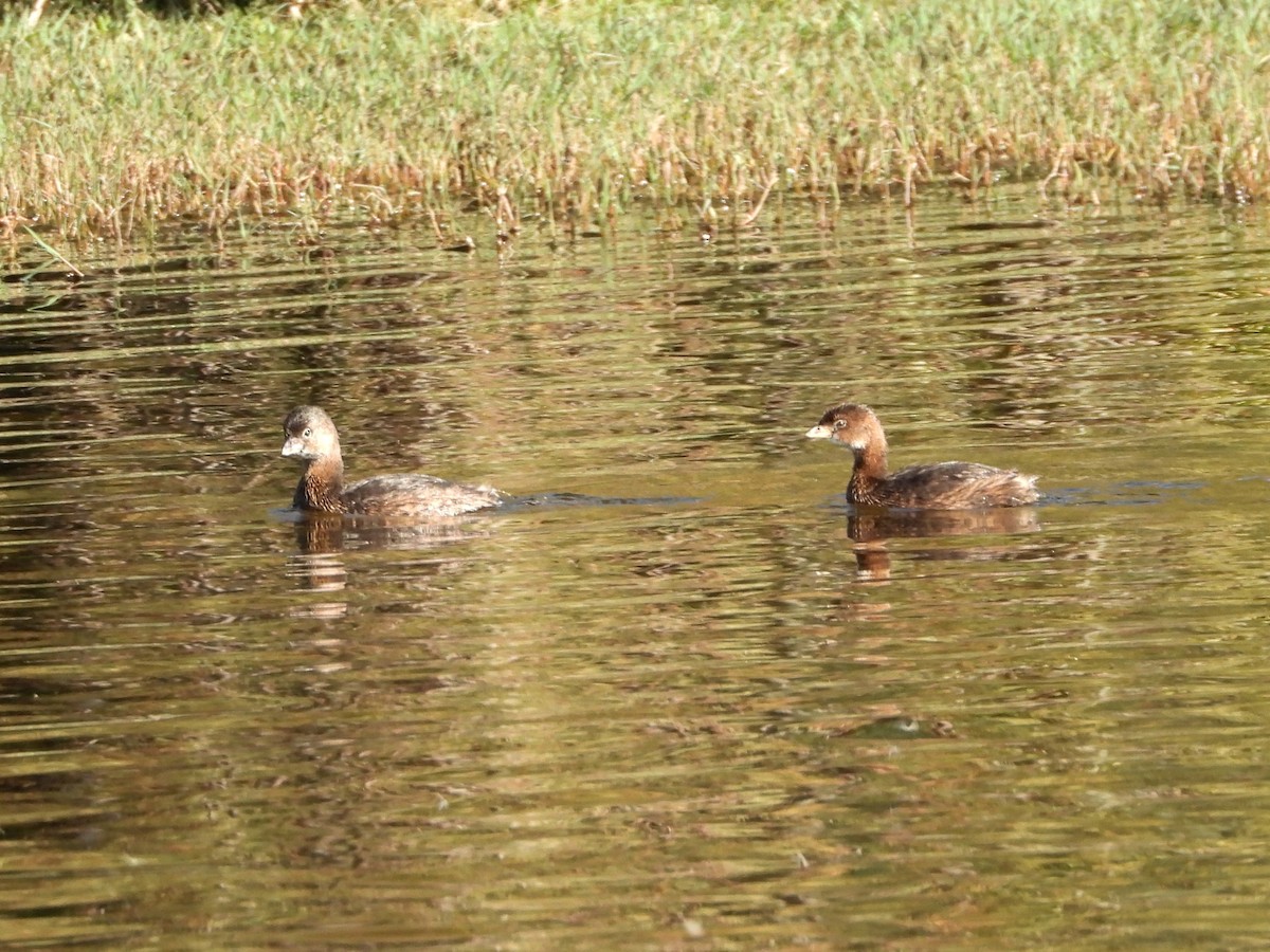 Pied-billed Grebe - ML610367843