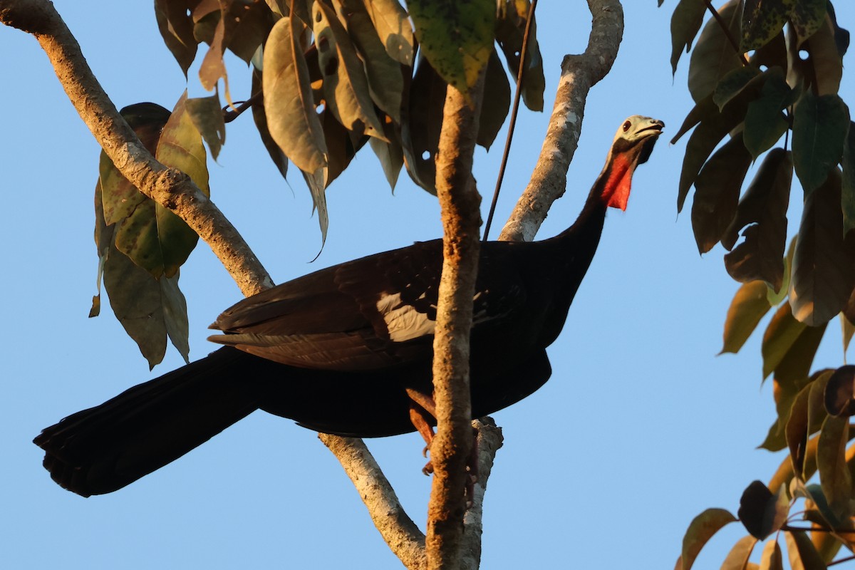 Red-throated Piping-Guan - William Rockey
