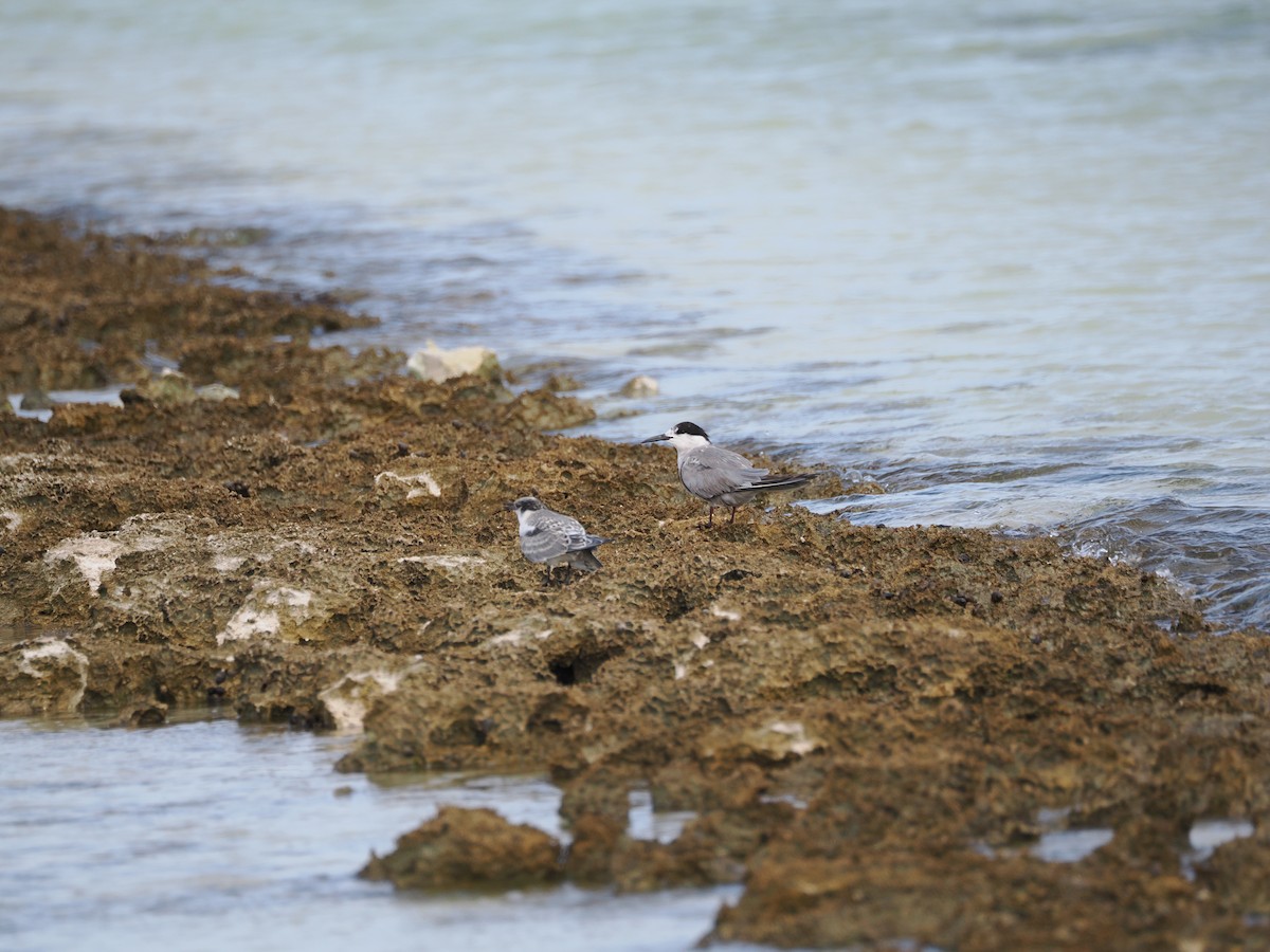 White-cheeked Tern - ML610367952