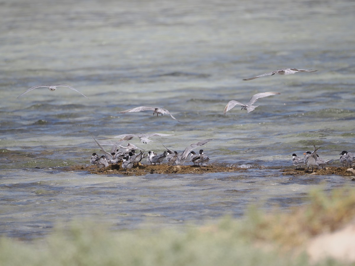 White-cheeked Tern - Simon  Allen