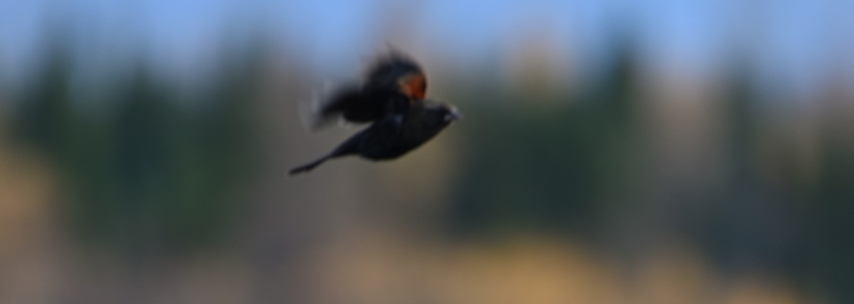 Red-winged Blackbird - ML610368092