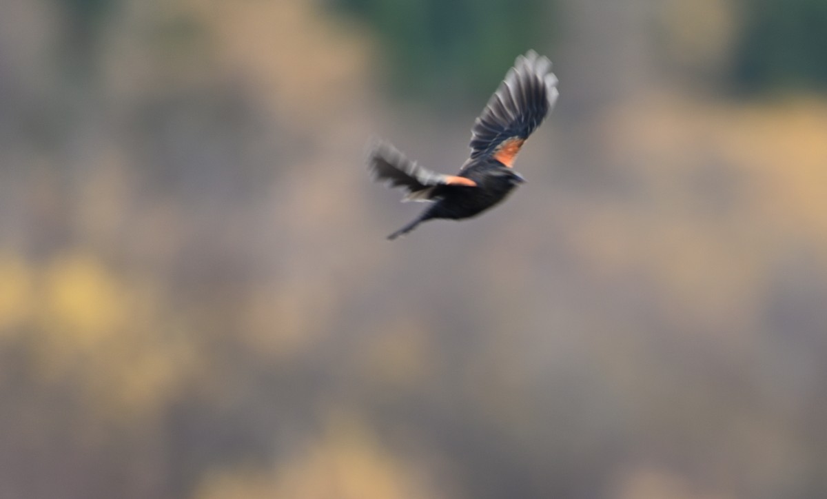 Red-winged Blackbird - brian bishop